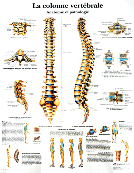 Planche anatomique de la colonne vertébrale