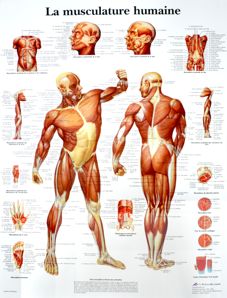 Planche anatomique de la musculature humaine