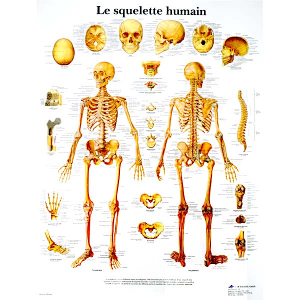 Planche anatomique du squelette humain