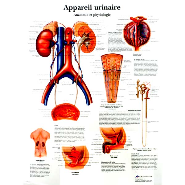 Planche du système urinaire