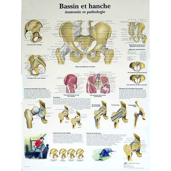 Planche anatomique bassin et hanche