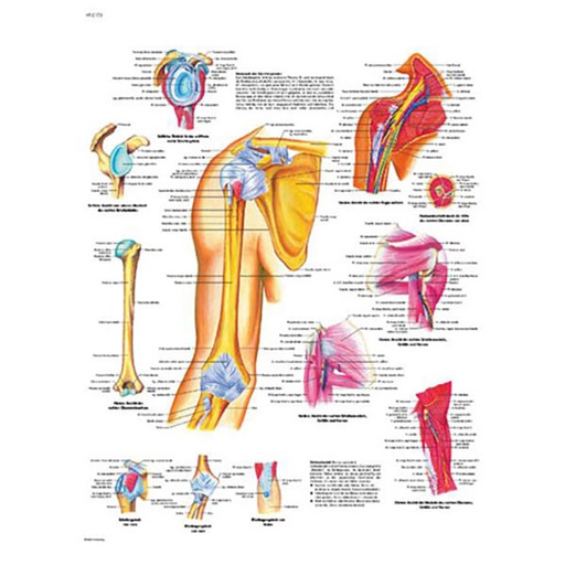[ANARPL00006] Planche anatomique épaule et coude