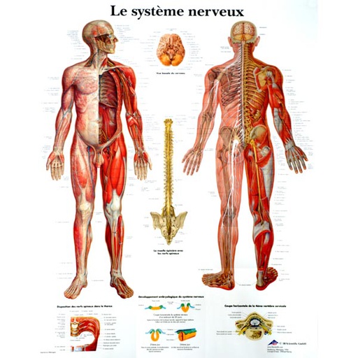 [ANARPL00013] Planche du système nerveux